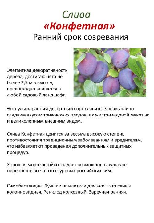 Алыча и её лучшие гибриды для всех регионов. описание, особенности выращивания. фото — ботаничка