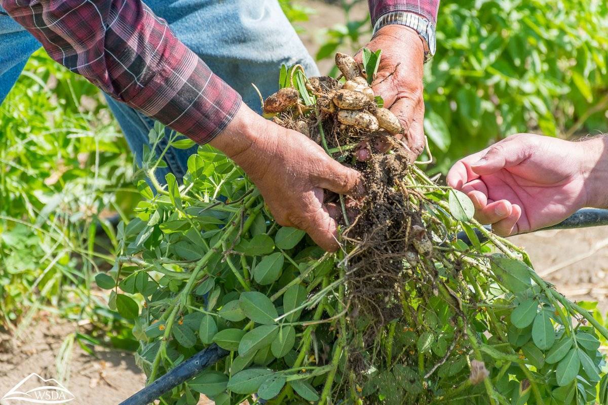 Арахис: выращивание в открытом грунте. как вырастить арахис в домашних условиях на огороде