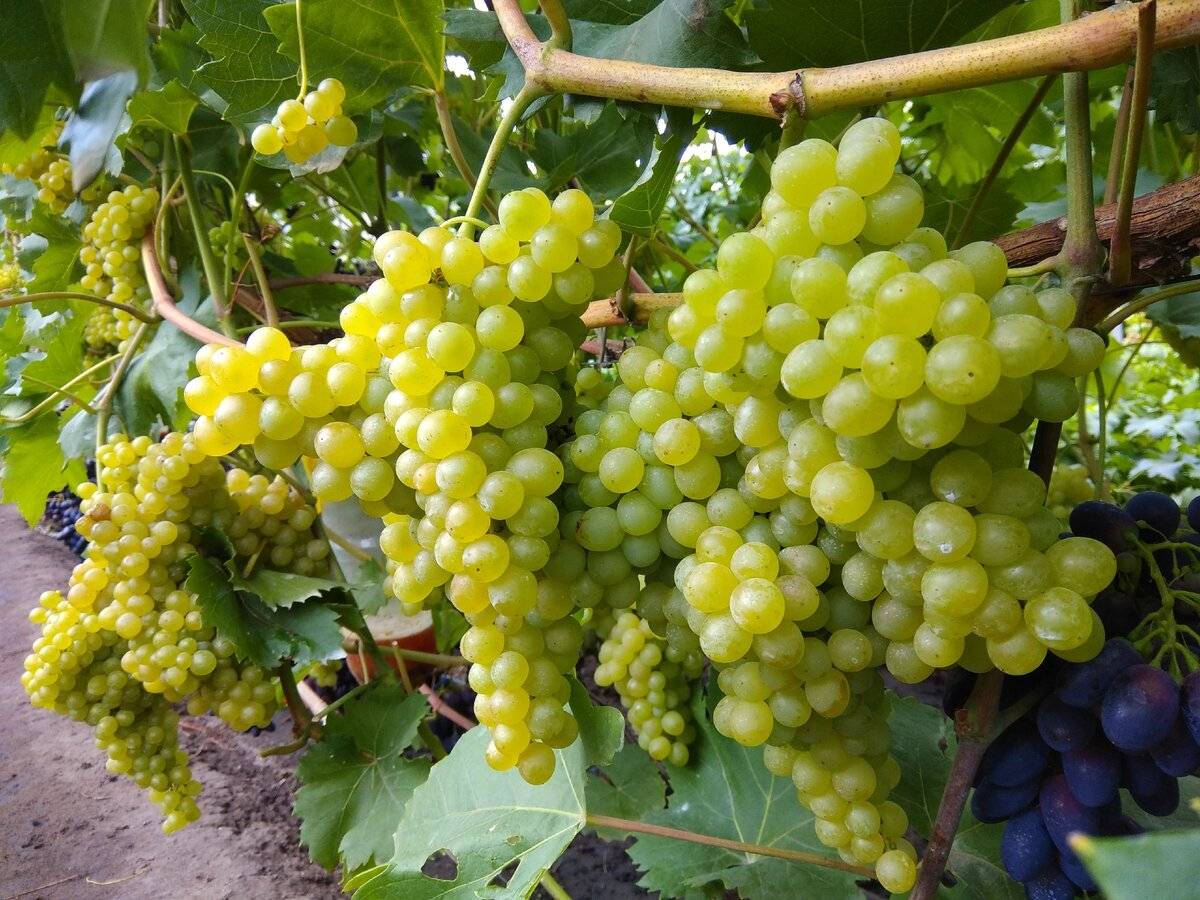 Сорт винограда кишмиш 342, описание с характеристикой и отзывами, а также особенности посадки и выращивания, фото