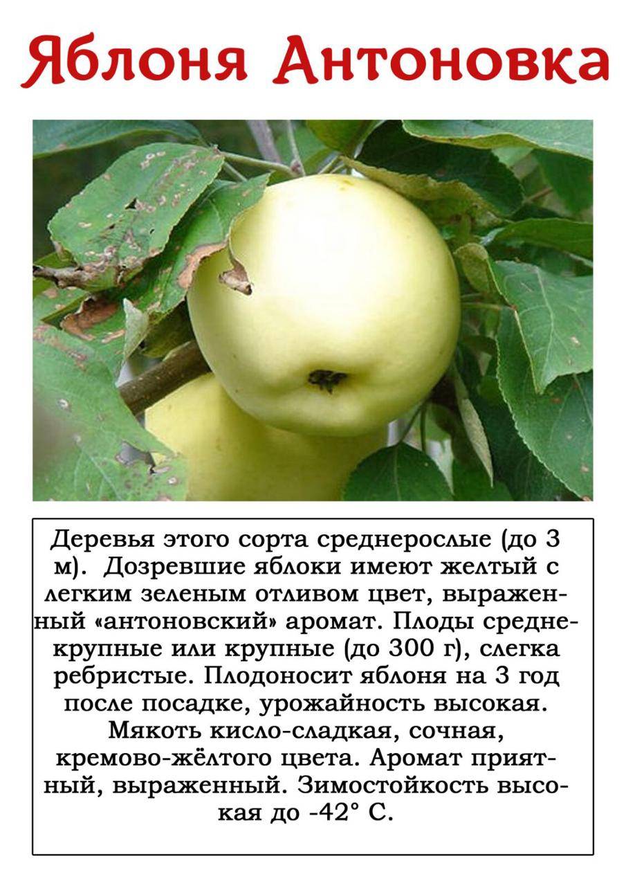 Описание сорта яблони олимпийское: фото яблок, важные характеристики, урожайность с дерева