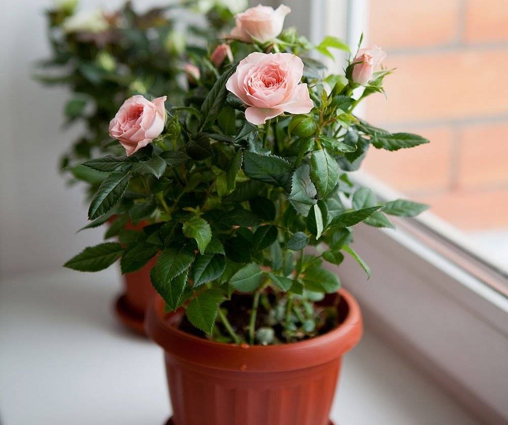 Роза домашняя: уход в домашних условиях. как правильно выращивать комнатные розы в горшках, чтобы они цвели
