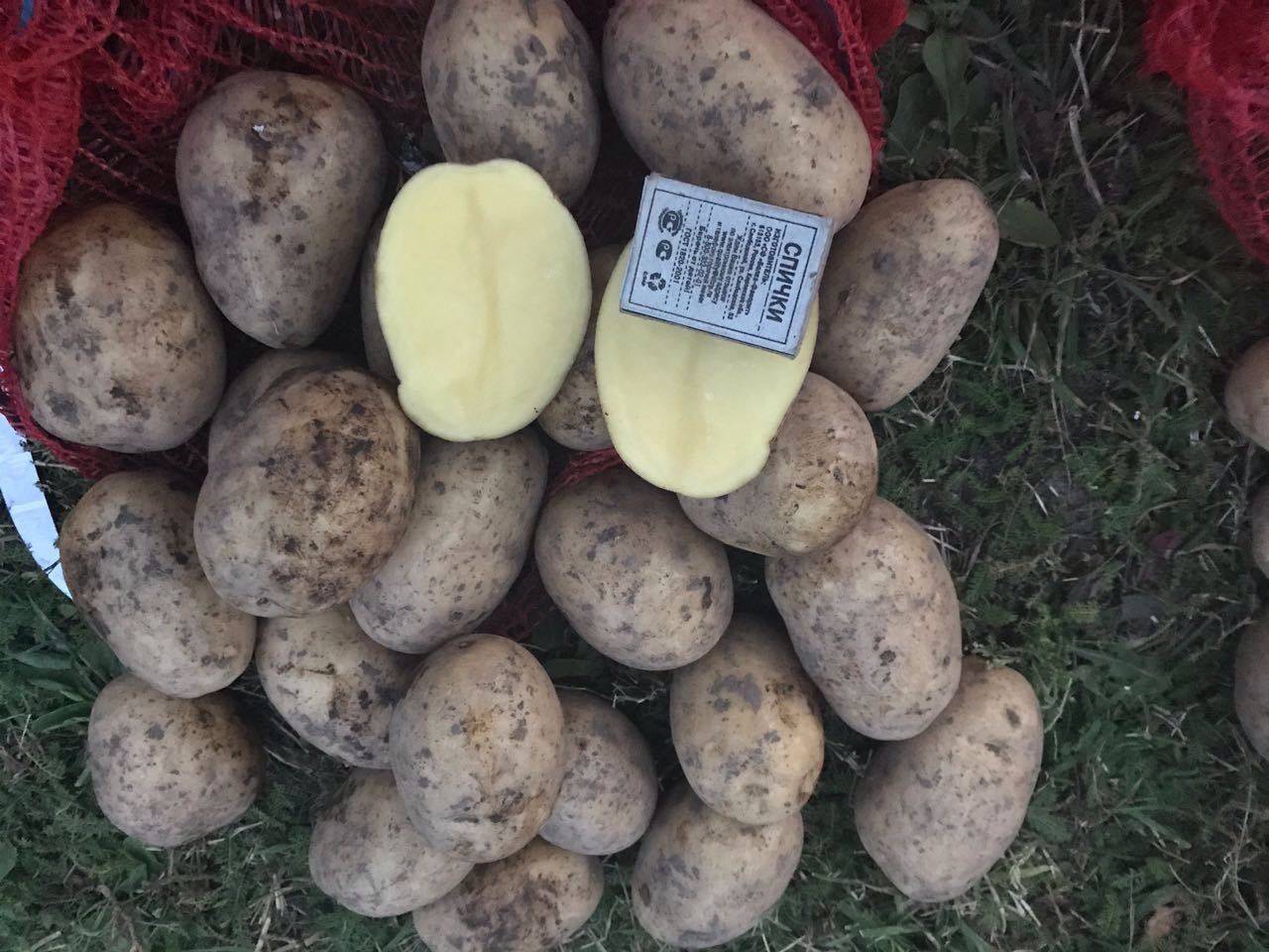 Картофель джувел или ювель: характеристика сорта, вкусовые качества, выращивание
