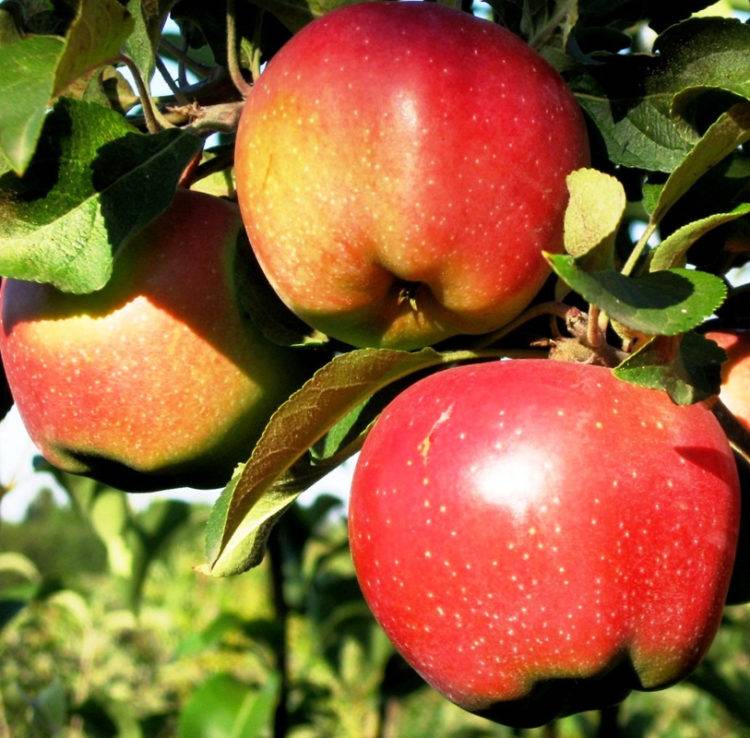 Сорт яблони медовый хруст фото и описание