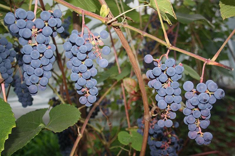 Описание сорта винограда зилга, характеристики, преимущества и недостатки