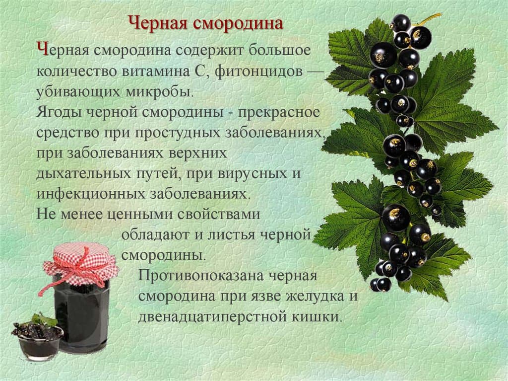 Смородина дикая: черенок, черная, фото и описание, где растет, название, виды, оранжевая, репис, правила выращивания