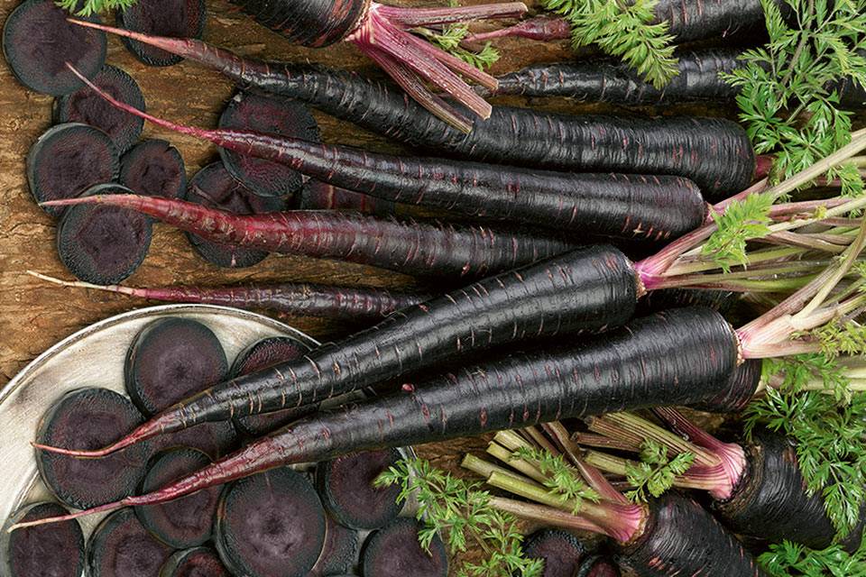 Малоизвестная и невероятно полезная черная морковь — состав, лучшие сорта и особенности выращивания