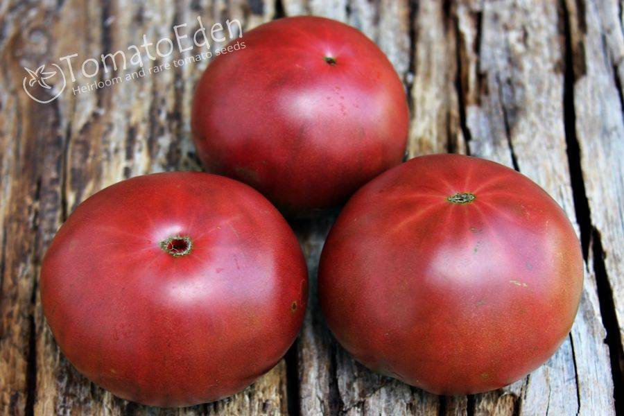 Как посадить и вырастить томат «чероки»