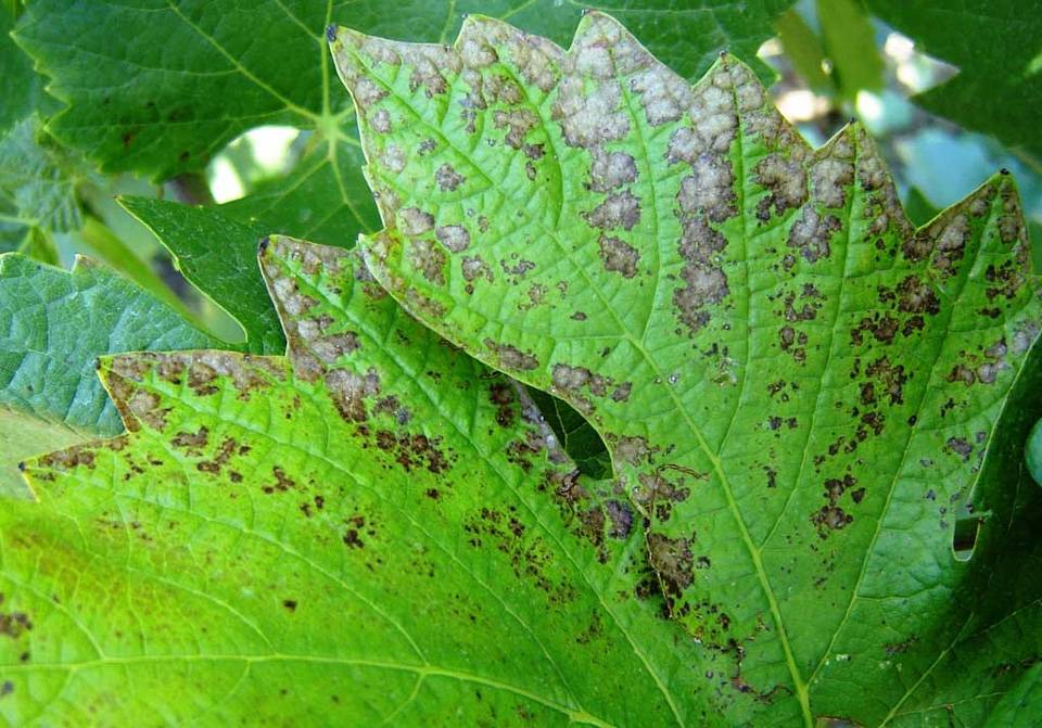 Бурые пятна на листьях винограда: почему появляются, чем обработать