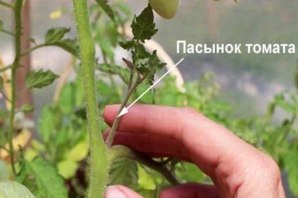 Томат пиноккио - характеристика и описание сорта, фото, выращивание из семян в домашних условиях