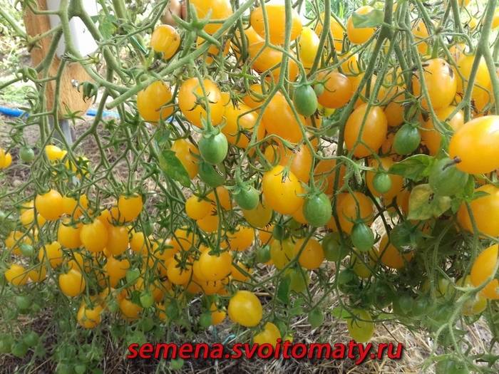 Томат ильди: характеристика и описание сорта черри, фото семян, отзывы об урожайности помидоров