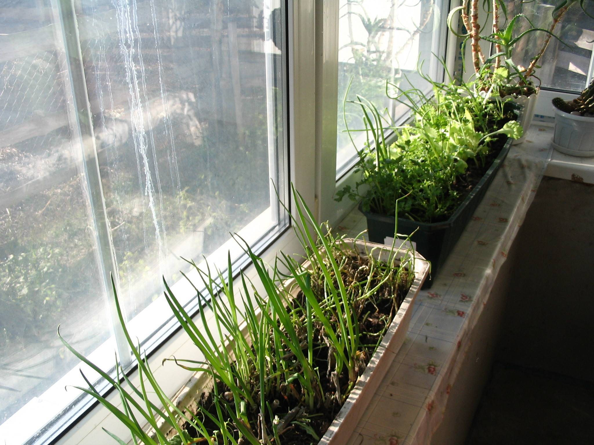 ???? как вырастить укроп и петрушку на подоконнике в квартире: семена, освещение, влажность