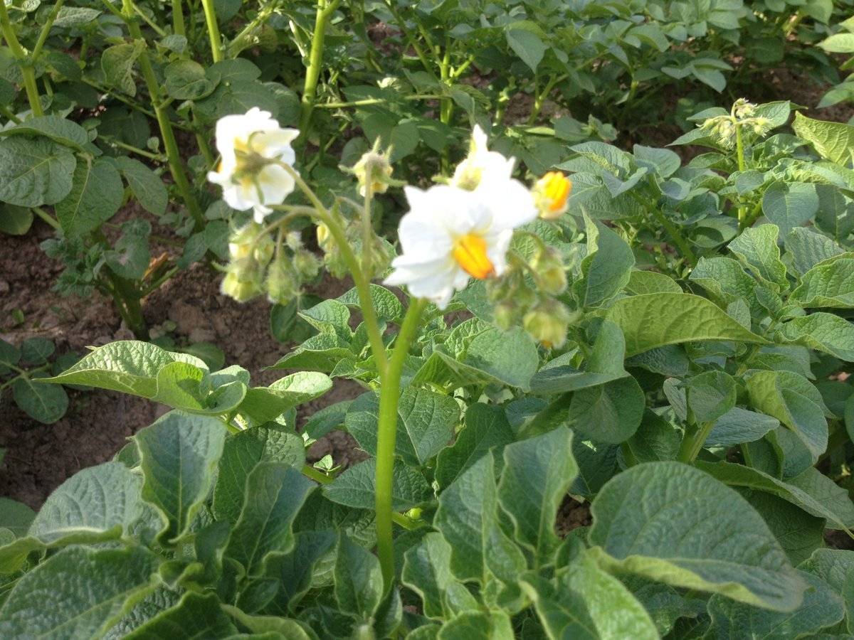 Пустая трата времени или реальная польза для урожая — нужно ли обрывать цветы у картофеля и когда это лучше делать?