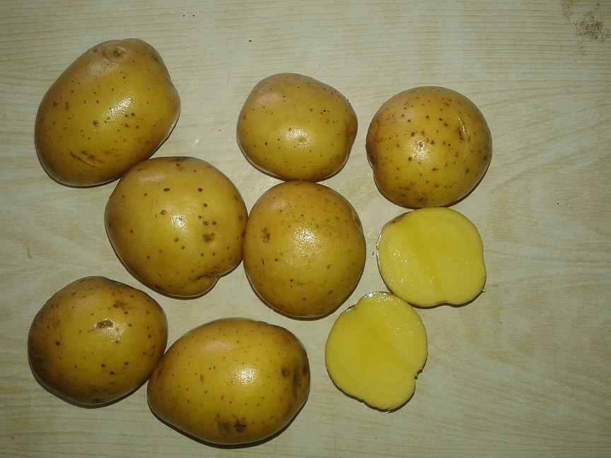 Картофель коломбо – описание сорта, фото, отзывы