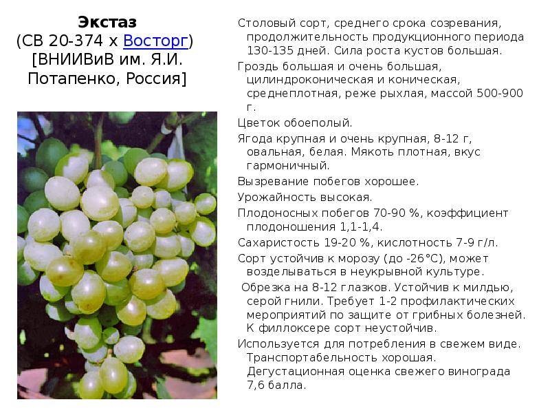 Виноград «кеша» подробное описание сорта и его разновидностей: «талисман», «2», «красный» и «лучезарный». а также фото желтых и розовых ягод, болезни и отзывы