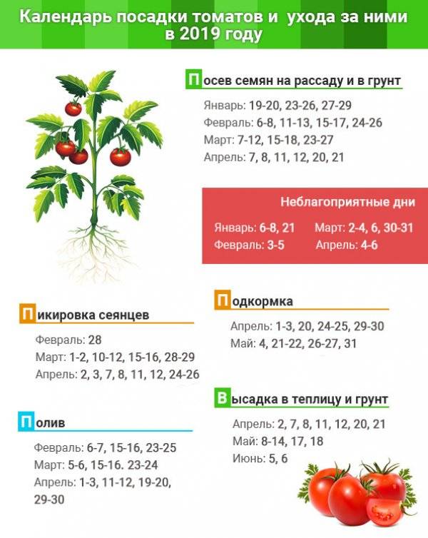 Выбираем благоприятные дни для посева семян помидор на рассаду в 2022 году