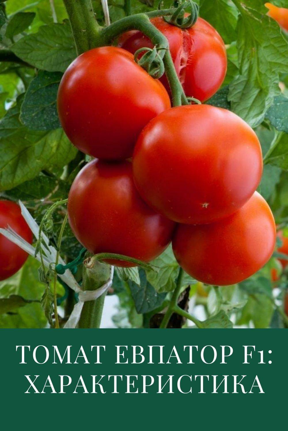 Томат татьяна: описание, отзывы, фото, урожайность сорта