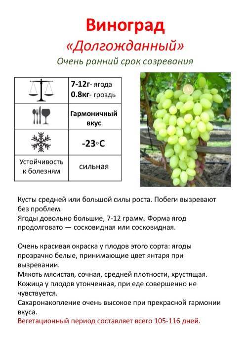 Виноград рислинг: описание сорта