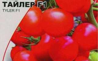 Выращивание помидор в открытом грунте: правила посадки, уход и профилактика