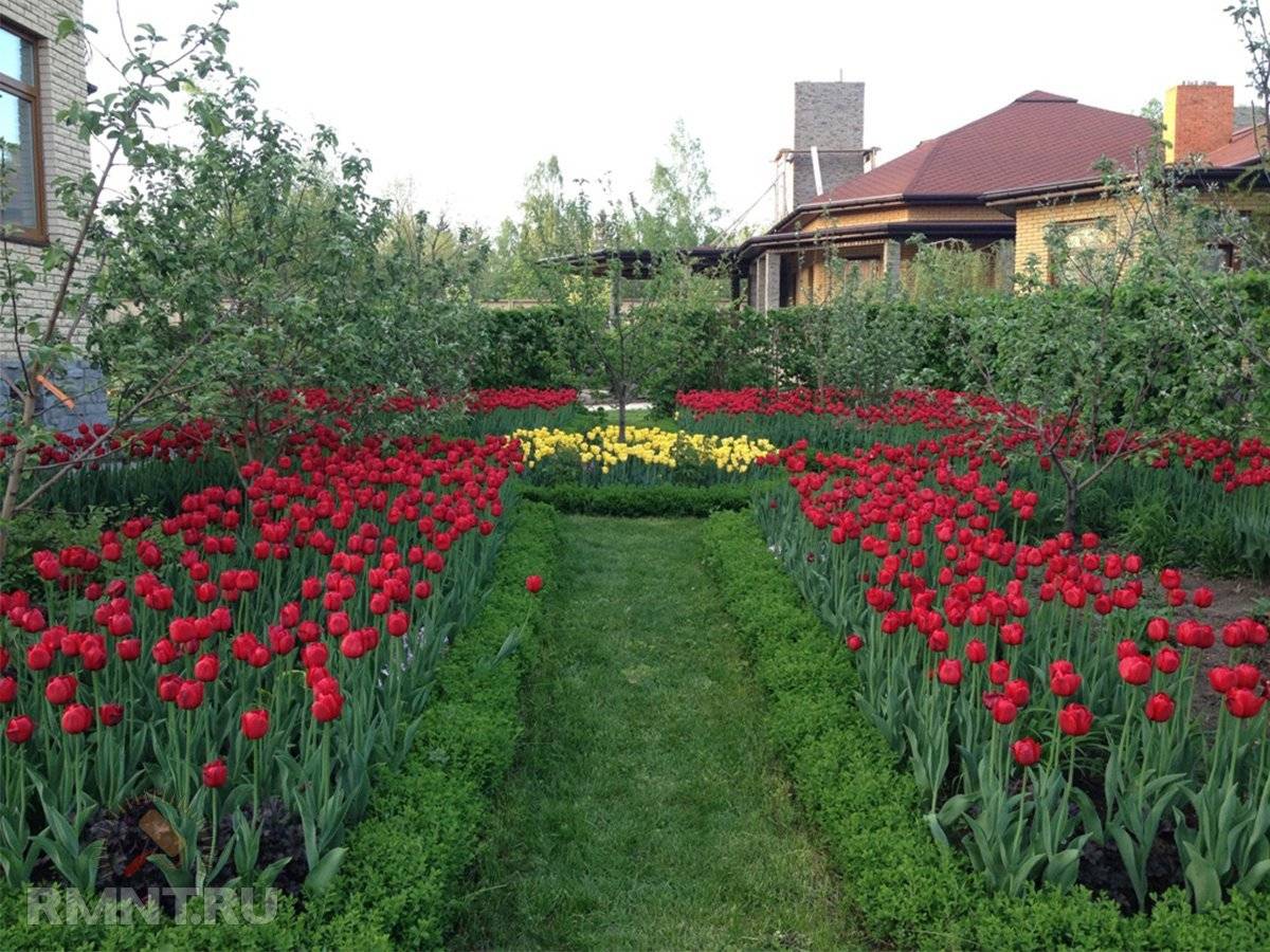 Как красиво посадить тюльпаны на участке: схема, выбор сортов и идеи дизайна