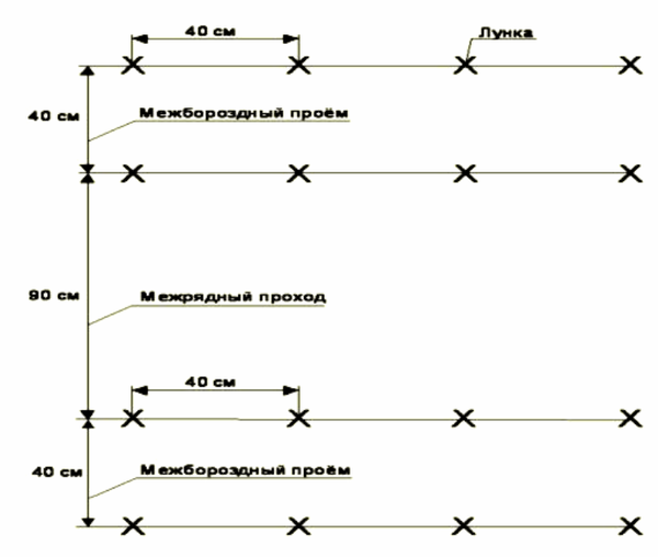 Схема посадки огурцов в открытый грунт фото