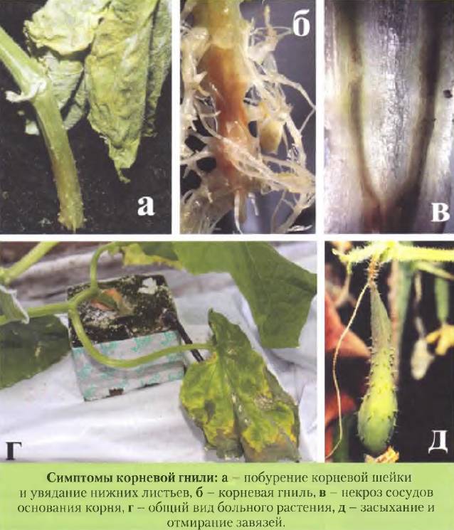 Фитофтора на огурцах: нужно ли обрабатывать и чем, лечение растений, фотографии болезни