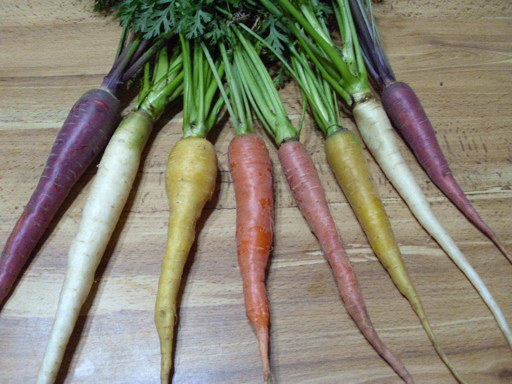 Белая морковь: описание, сорта. Фиолетовая морковь: описание, сорта