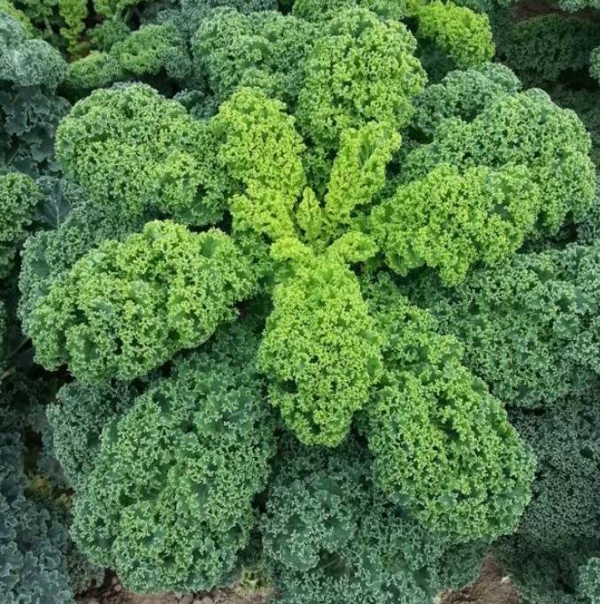 Выращивание листовой капусты кале: популярные сорта, полезные свойства и рекомендации по уходу и овощем