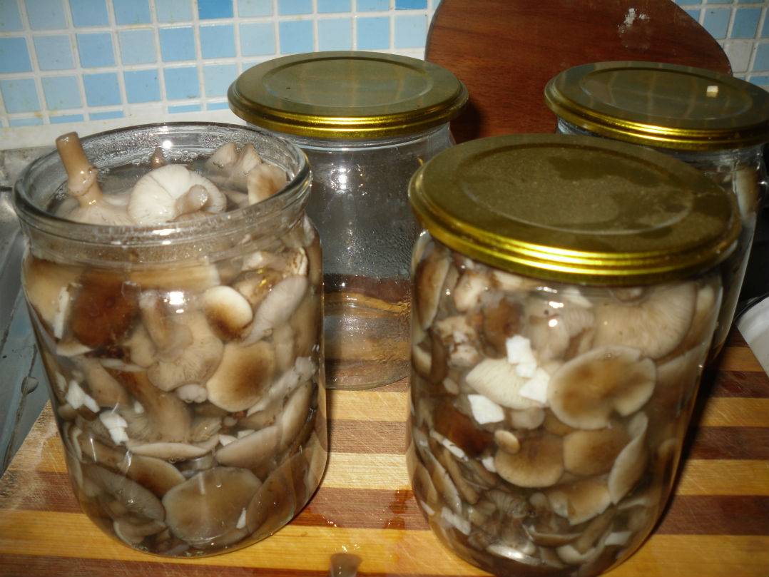 Как мариновать белые грибы на зиму в банках - пошаговые рецепты приготовления с фото