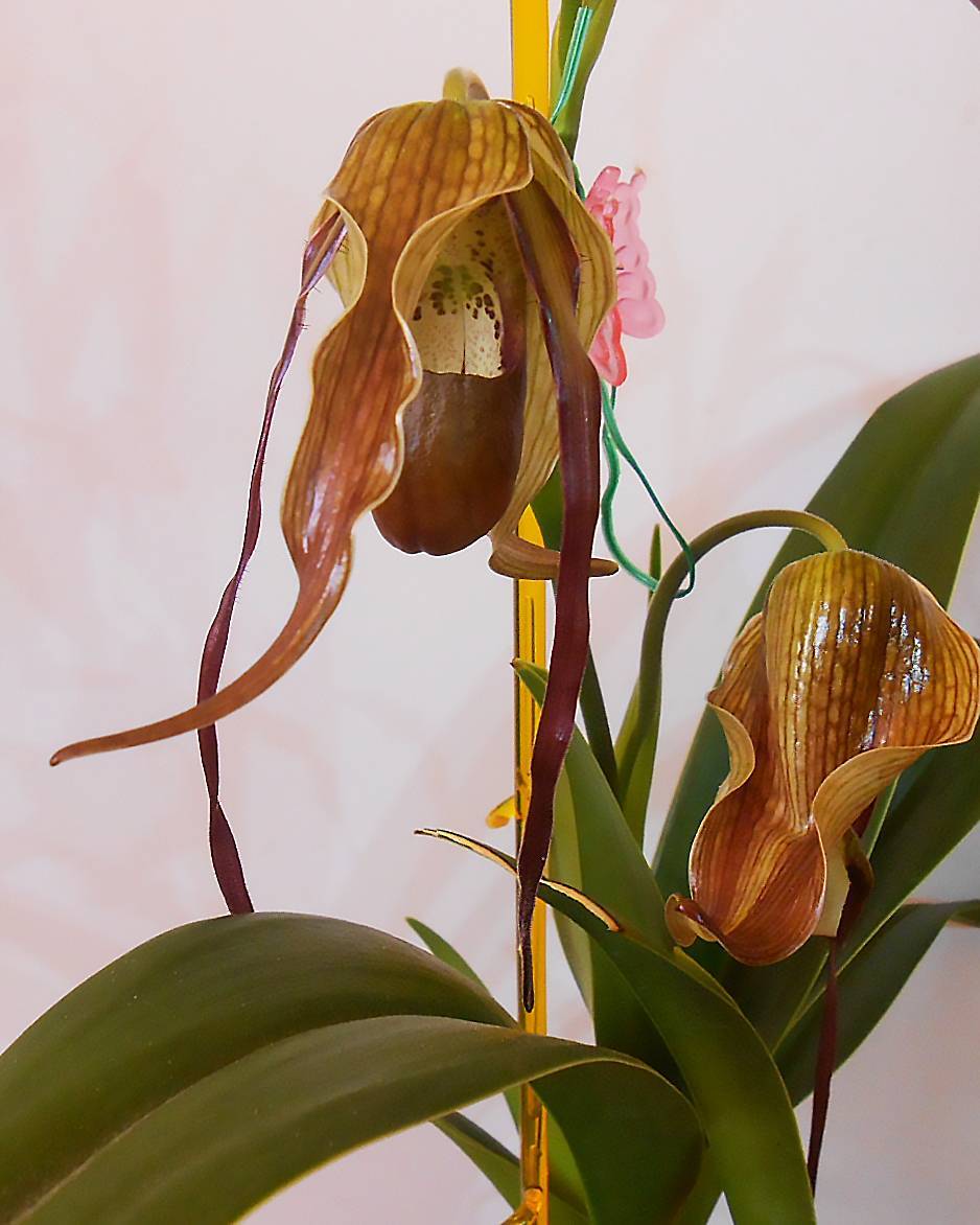 Phragmipedium nitidissimum