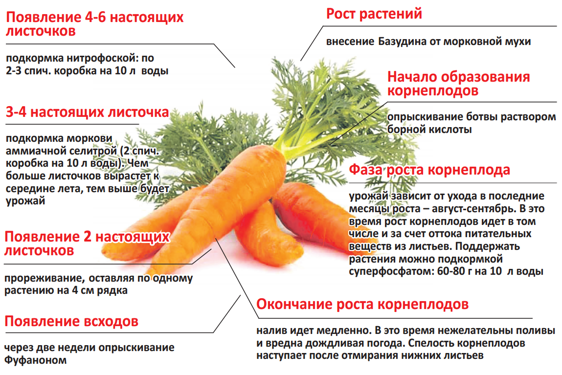 Когда прекращать поливать морковь,  за сколько дней поливы заканчивают до сбора урожая