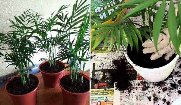Хамедорея — лучшая пальма для размещения внутри комнат. уход в домашних условиях. фото — ботаничка.ru