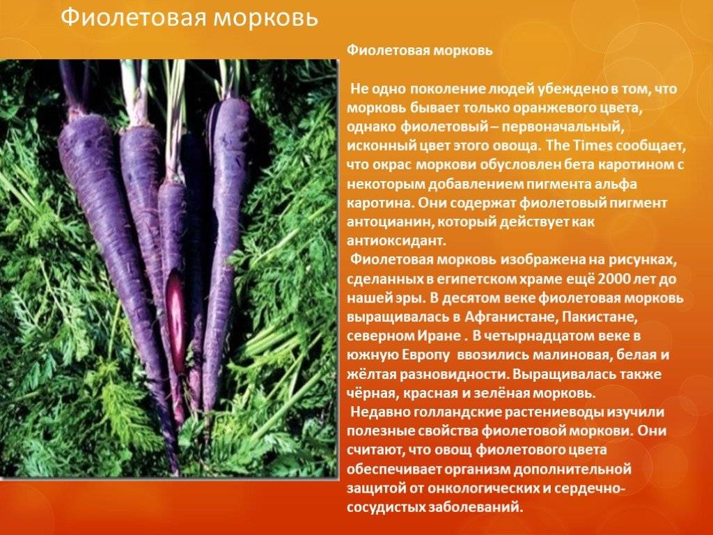 Фиолетовая морковь: описание, сорта, выращивание
