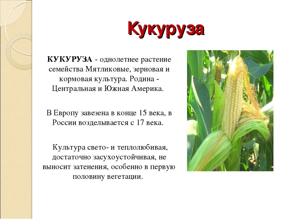 Сообщение про кукурузу. Кукуруза описание. Описание культурного растения. Кукуруза культурное растение. Интересный рассказ о культурном растении.