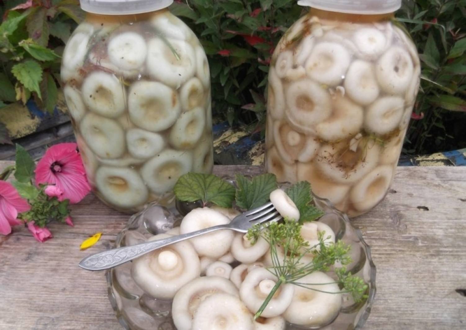 Способы соления грибов на зиму в домашних условиях: фото, простые рецепты, как правильно солить грибы