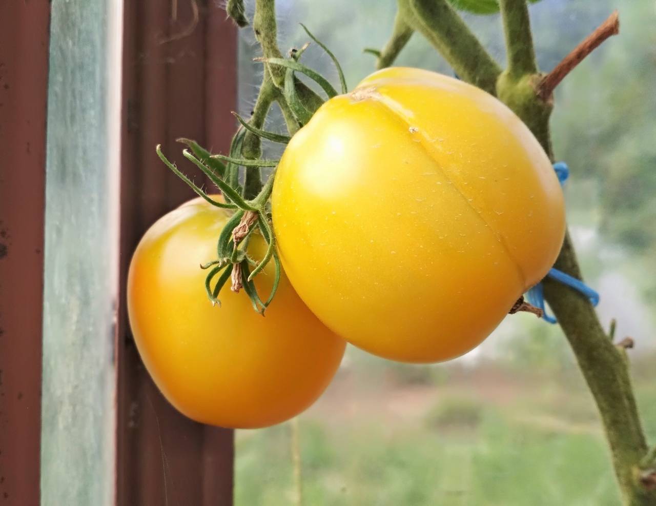 Томат илья муромец: характеристика и описание сорта, отзывы тех кто сажал помидоры об их урожайности, фото рассады