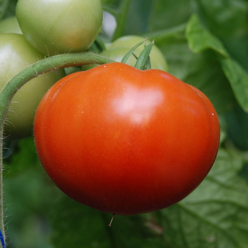 Томат берберана f1: характеристика и описание сорта, отзывы о выращивании помидоров и об их урожайности, фото куста