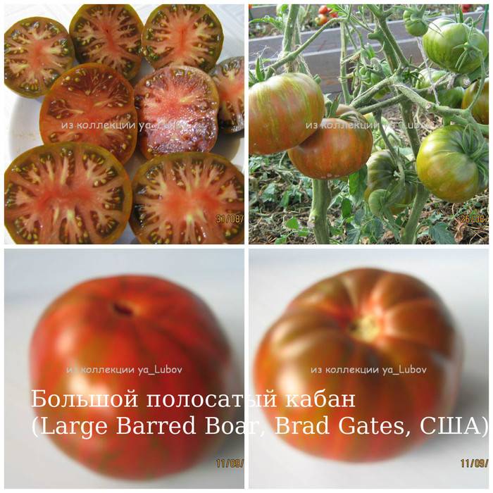 Характеристика томата Большой полосатый кабан и особенности выращивания