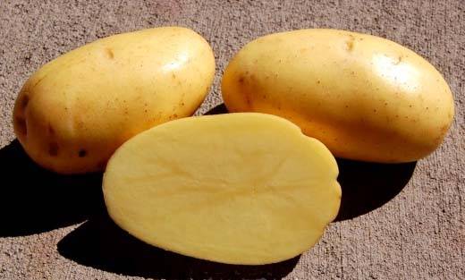Вкусный сорт картошки «джелли»