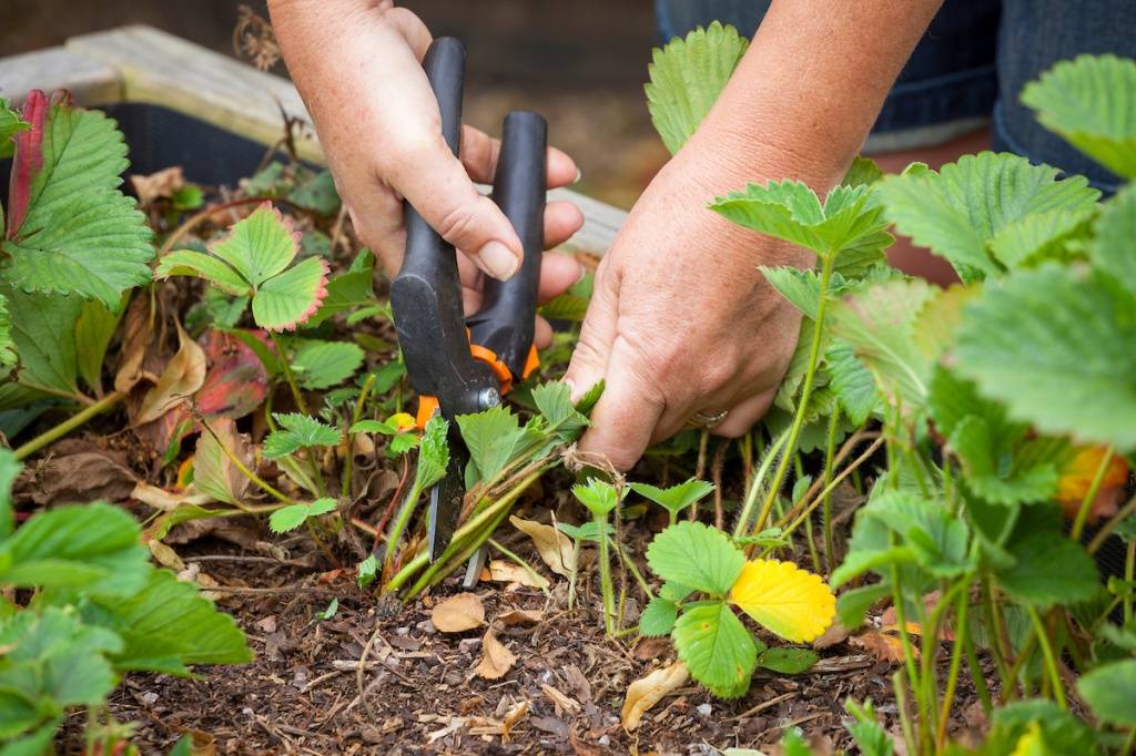 Как увеличить урожай клубники в открытом грунте: 10 лучших способов, правила ухода