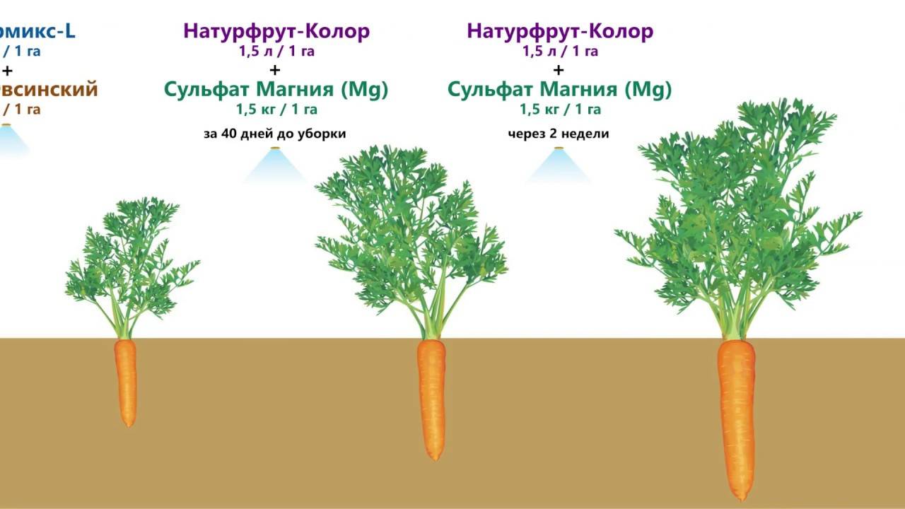 Выращивание моркови в открытом грунте: правила и рекомендации