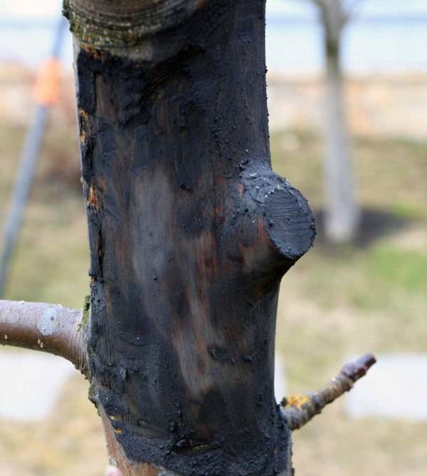 Почему на деревьях трескается кора, и как с этим бороться