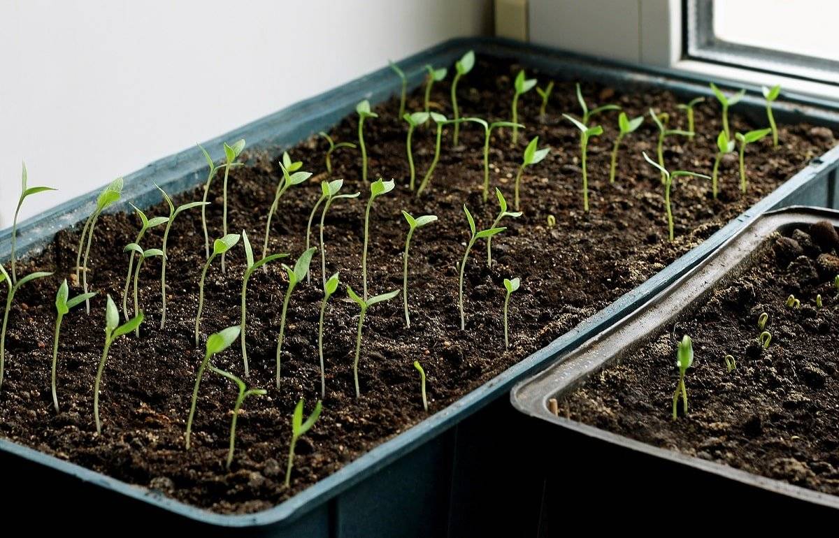 Баклажаны на рассаду в домашних условиях — как сеять и особенности выращивания