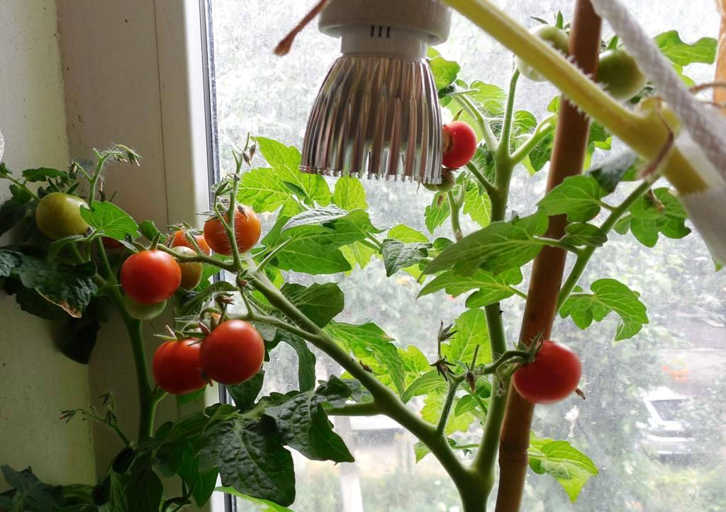 Как вырастить помидоры на балконе в домашних условиях пошагово с фото