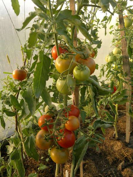 Описание сорта томата иван да марья – дачные дела