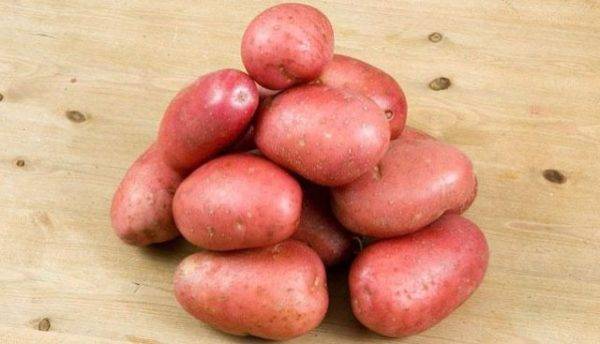 Картофель крепыш: описание сорта, фото, отзывы