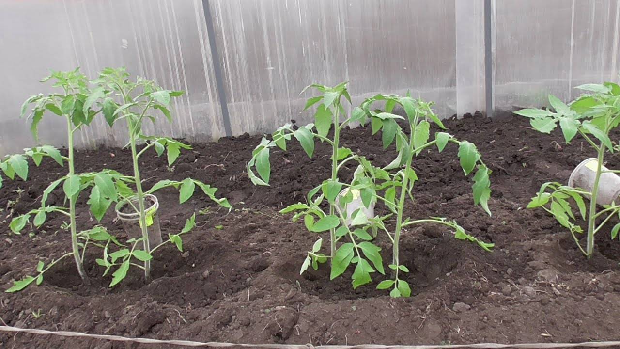 Как садить высокорослые помидоры
