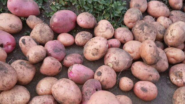 Картофель сорта рогнеда: характеристика, особенности выращивания, отзывы