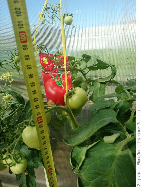 Фото, отзывы, описание, характеристика, урожайность гибрида томата «северенок f1».