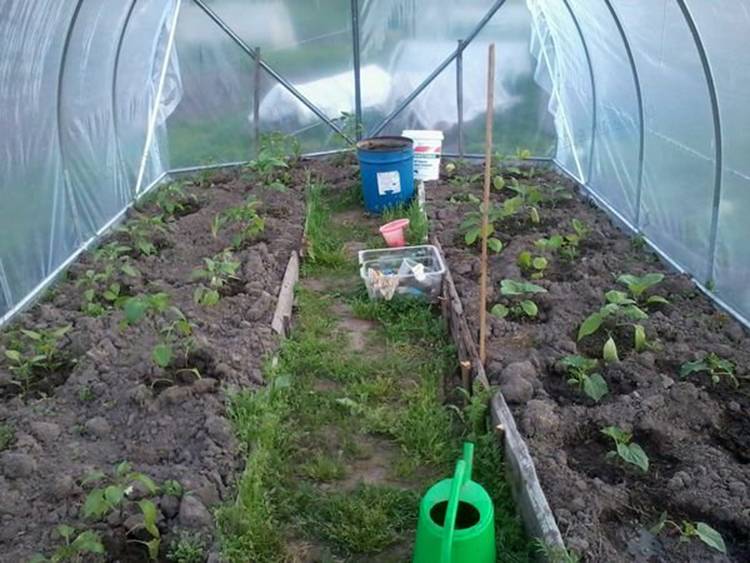Баклажаны в теплице из поликарбоната – посадка, выращивание, фото — как сажать баклажаны в теплице из поликарбоната