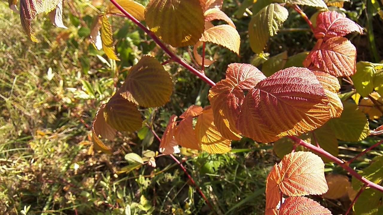 Почему у малины краснеют листья в июне: причины и что делать